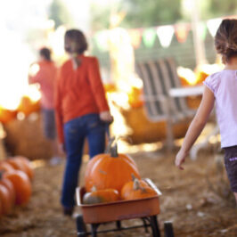 Every Single Place to Go Pumpkin Picking on Long Island